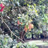 Exploring biggest Fruit Farm in Desaru Johor