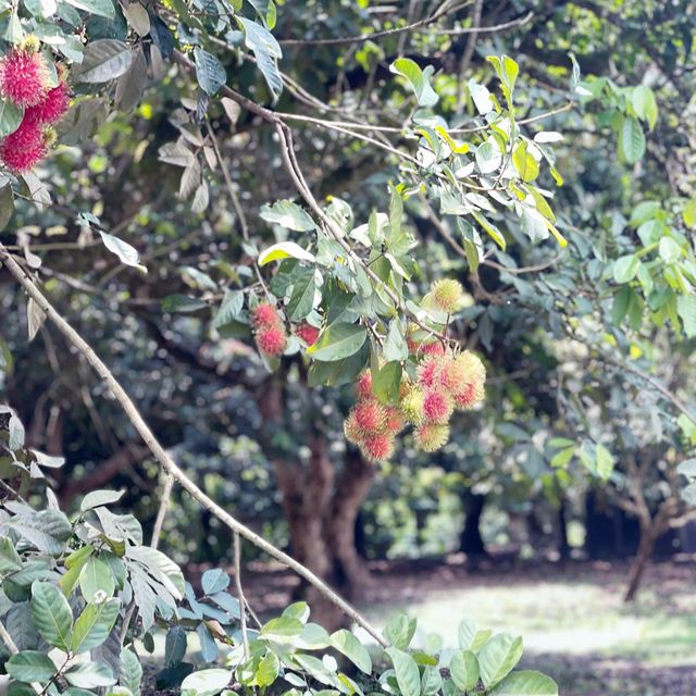 Exploring biggest Fruit Farm in Desaru Johor