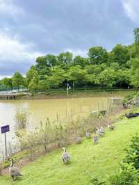 大運自然公園～與水鴨共度野餐樂趣🌳🦆🧺