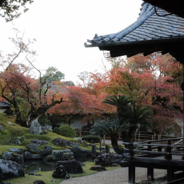 🍁🏯 中將庵～禪意自然日式庭院，紅葉美景如詩！🌿🍂🍁