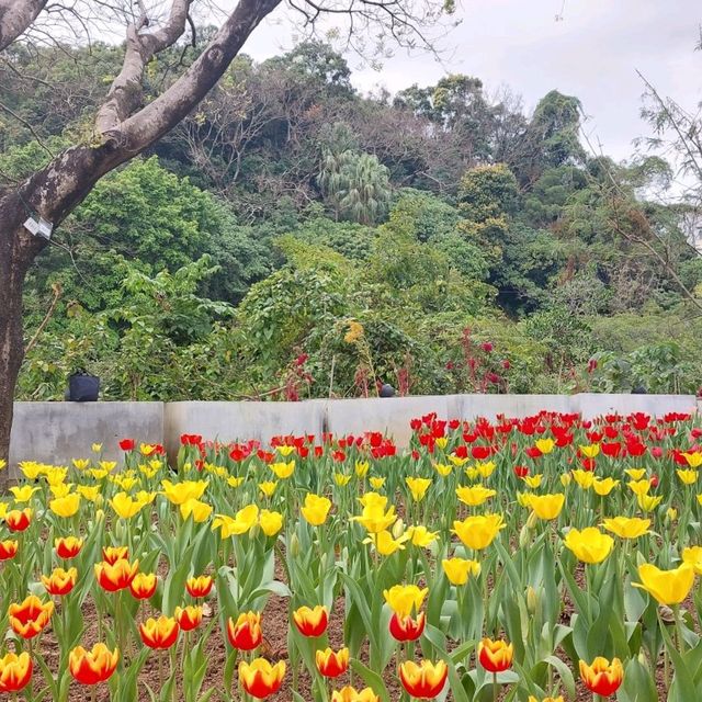 欣賞浪漫鬱金香花海