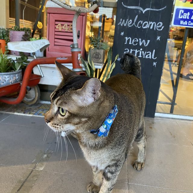 Cat Socrates at Katong: Quirky and Unique 