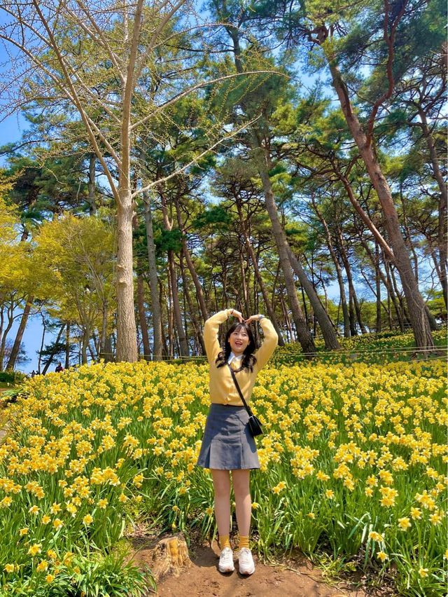 현 시각 벌써 만개했다는 수선화 천국🌼 서산 유기방가옥 💛