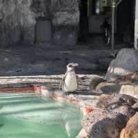 円山動物園 本地人和遊客都值得一遊的地方👍🏻