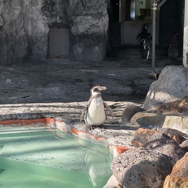 円山動物園 本地人和遊客都值得一遊的地方👍🏻