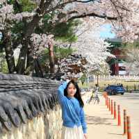 🌸 경주 월정교는 벚꽃이 한창🌸