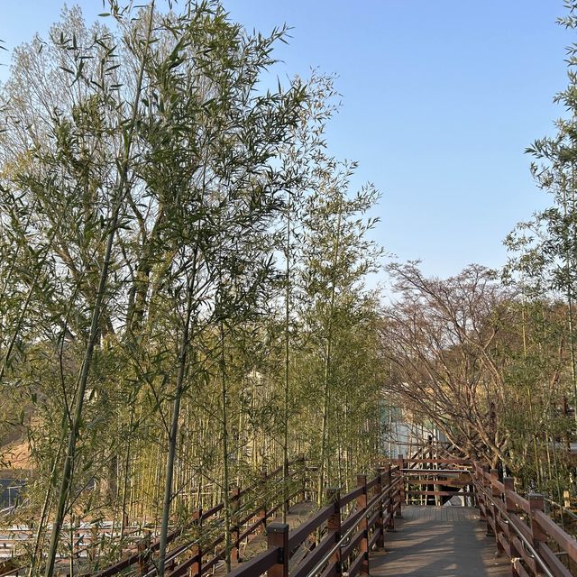벚꽃 낭만 가능한 이곳은? 전주동물원~