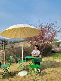 식물복합공간 청도 신상카페 소우모우🌳
