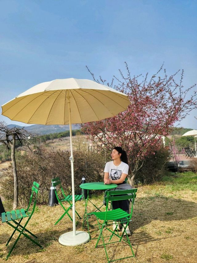 식물복합공간 청도 신상카페 소우모우🌳