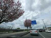 Otabashi Bridge: Tranquility Amidst Urban Vibrancy