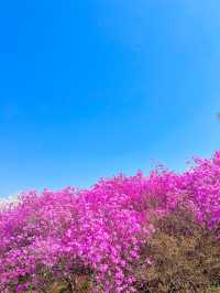 벚꽃+진달래를 한번에 볼 수 있는 진달래꽃동산🌸🤍