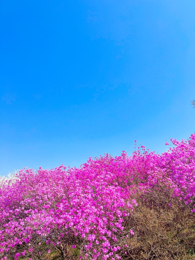 벚꽃+진달래를 한번에 볼 수 있는 진달래꽃동산🌸🤍