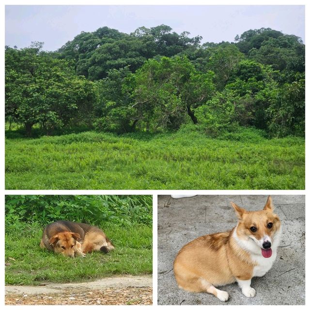 天陰輕鬆行👣鶴藪水塘>沙羅洞>鳳園