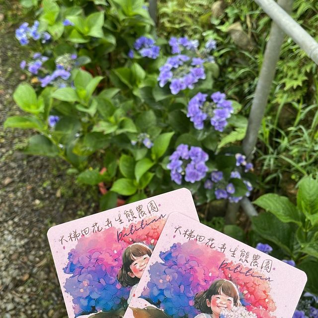 台北陽明山-繡球花園
