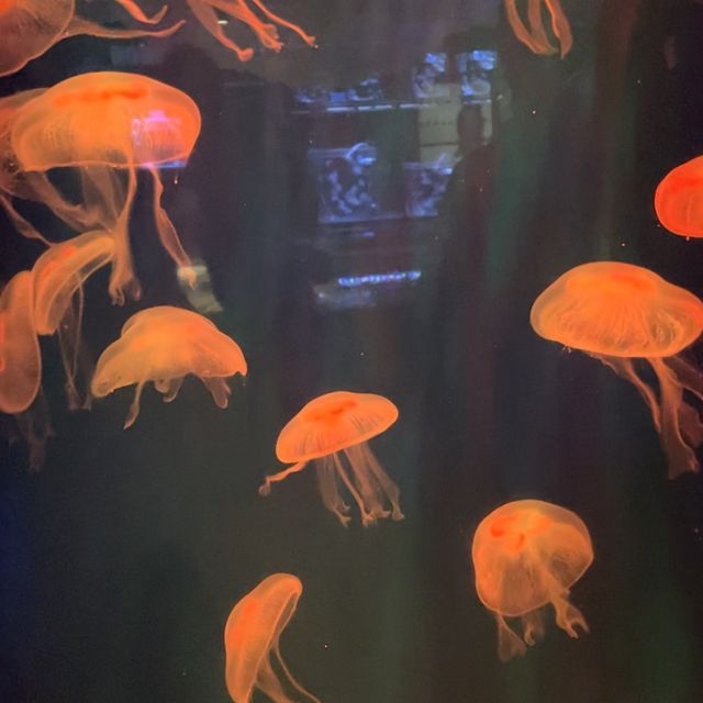 Aquaria Phuket 