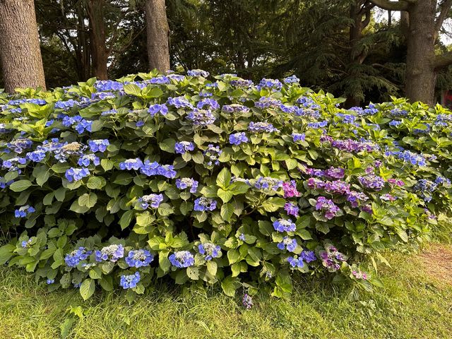 東京放電好去處