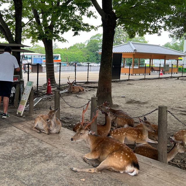 횡단보도 건너는 사슴 보신 분?! 저요!🙌