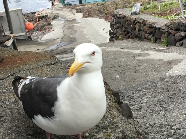 北海道　北海道観光　利尻島の絶対外せない観光スポット 仙法志御崎公園でアザラシに会ってきた！