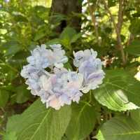 ~福岡 如意輪寺 かえる寺~夏の風物詩🎐
