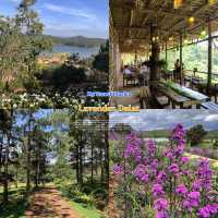 Lavender Dalat