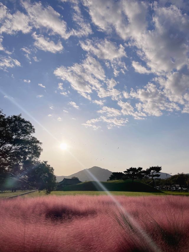 🇰🇷경주여행 첨성대 핑크뮬리, 대릉원 산책 가을명소 ! 🍂🎀 