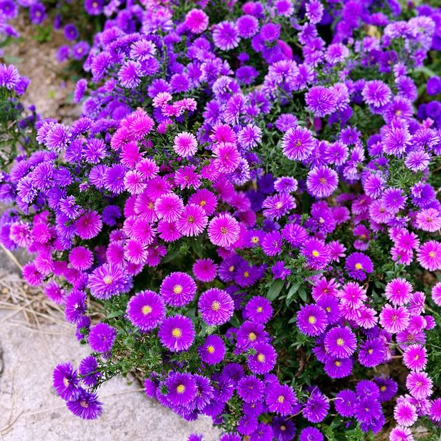 🌷 꽃과 자연의 심포니, 클래식이 나오는 경북천년숲정원에서 힐링여행해보세요!💕