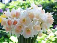 Miracle of Natural สวนดอกไม้เมืองหนาว 🌸🌹🌻💐