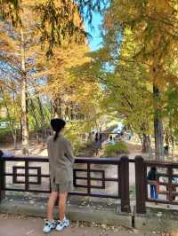 대왕단풍샷 찍고 가을 만끽하기🍁🍂