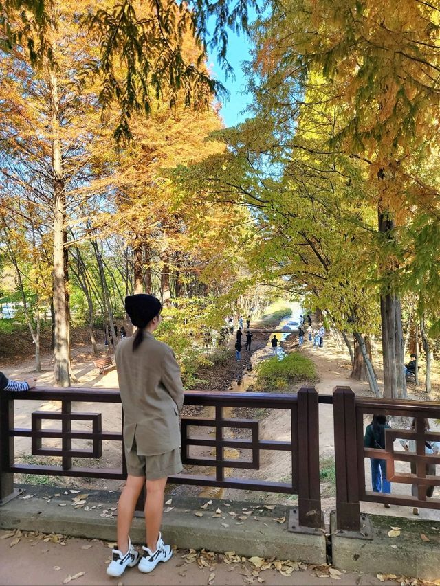 대왕단풍샷 찍고 가을 만끽하기🍁🍂
