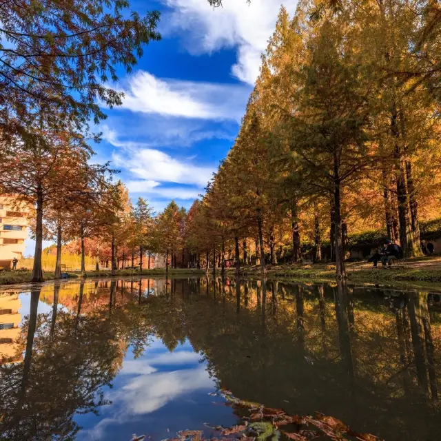 Metasequoia-gil is a place to go in Autumn 