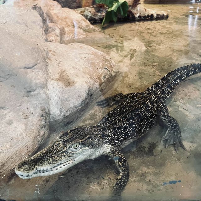 Live crocodile feeding in the city