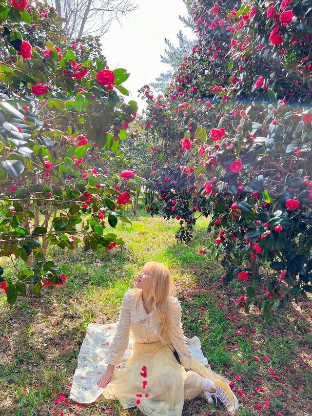 매화마을도 예쁘지만 동백꽃도 너무 예쁜 전남광양🌺