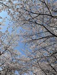 석촌호수 벚꽃 이번주 절정🌸🌸🌸