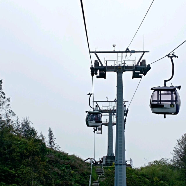 Viewing Natural Forest When Taking Skyway