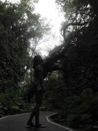 小琉球隱藏的原始森林🌳《山豬溝》