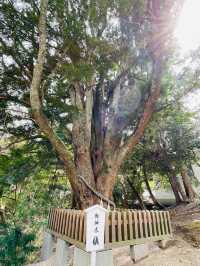 【安房神社/千葉県】日本三大金運神社