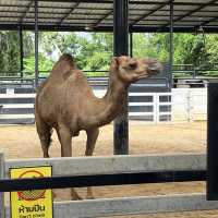 泰國Ayutthaya大城動物園 超近距離與各種動物拍照