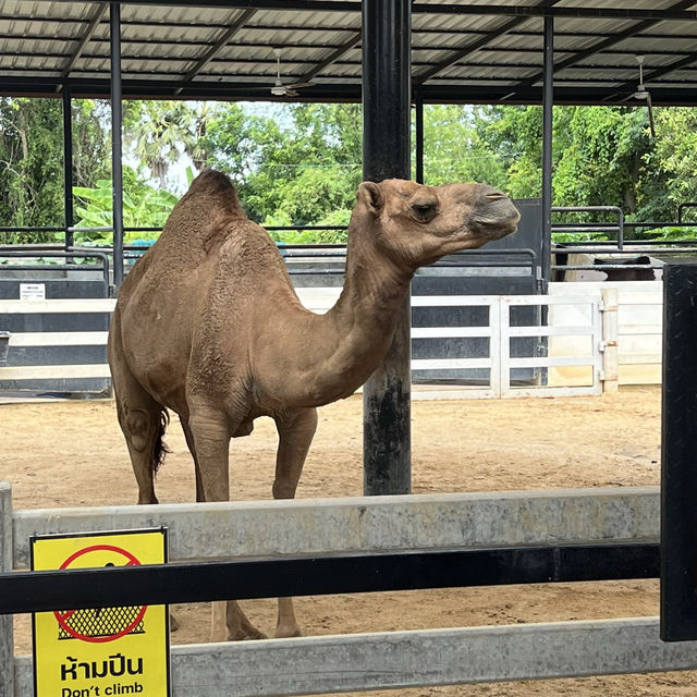 泰國Ayutthaya大城動物園 超近距離與各種動物拍照