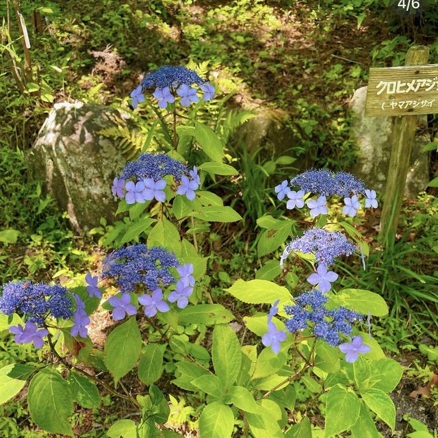 綠意海洋🌳🌿🌸神戶市立森林植物園