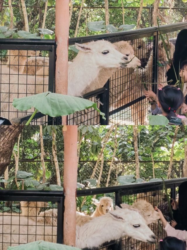 🇨🇳深圳｜親子遊x 深圳野生動物園🌟