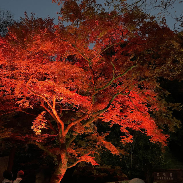 箕面滝道の夜もみじ🍁　Illuminated Maples at Minoh