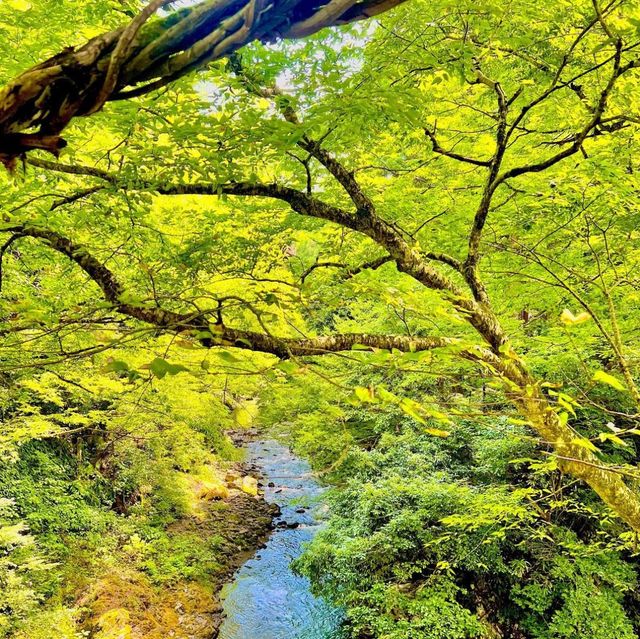 かずら橋