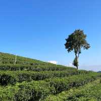 Choui Fong: Thai Tea Haven