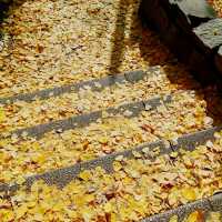「上野恩賜公園」11月底～12月初，賞紅葉好去處