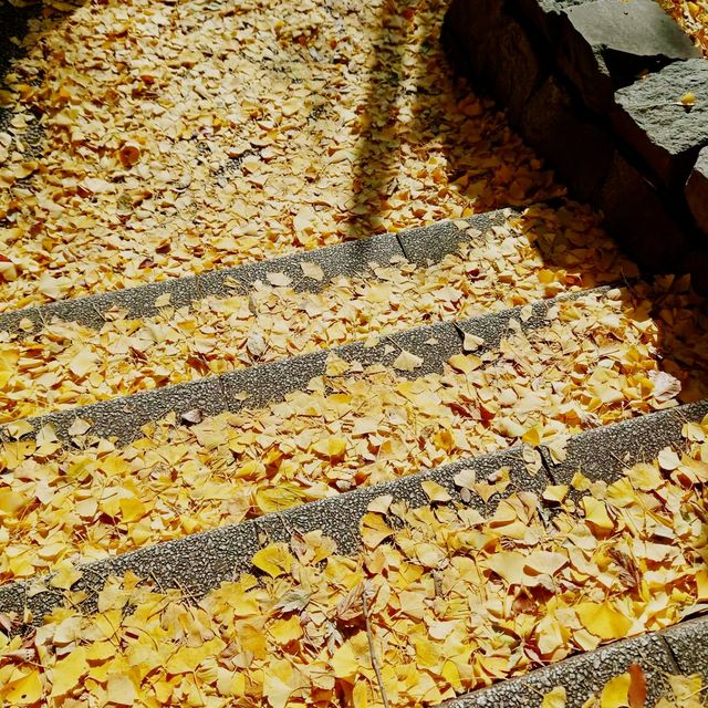 「上野恩賜公園」11月底～12月初，賞紅葉好去處