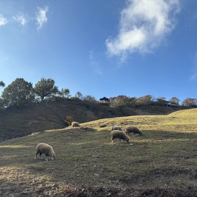 QingJing Farm - Taiwan 