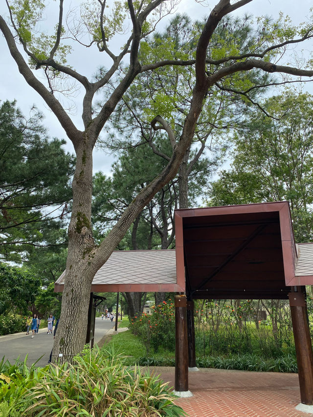 桃園 大湳森林公園🌳 綠色空閒大地