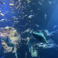【ロケーション◎】秋田 男鹿 ホッキョクグマに会える！男鹿水族館GAO