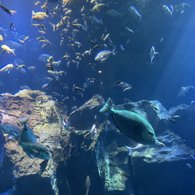 【ロケーション◎】秋田 男鹿 ホッキョクグマに会える！男鹿水族館GAO