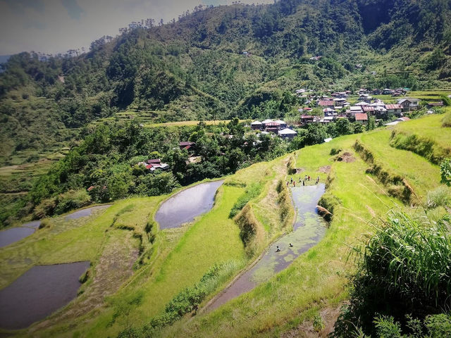 Tinglayan Rice Terraces